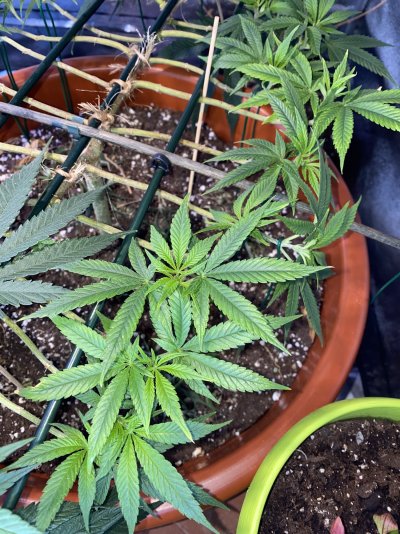 Small yellow spots on the leaves, a sign of nutritional deficiency?