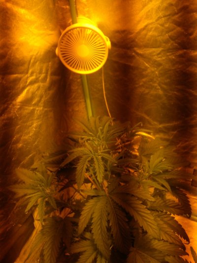 Tip curling on new growth