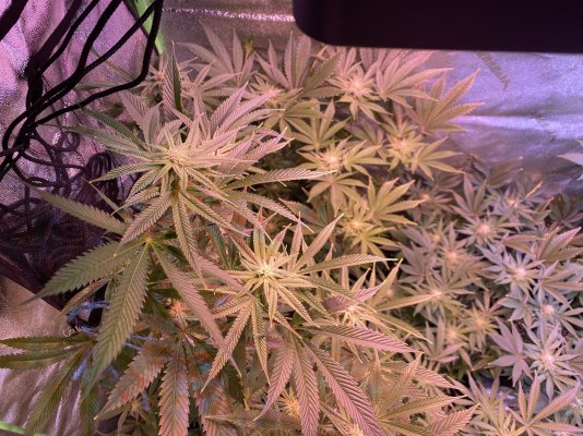 day-35-of-flower-should-i-defoliate-the-top-leaves-2.jpeg