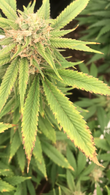 Help!  Immobile nutrient Issues in Flowering..