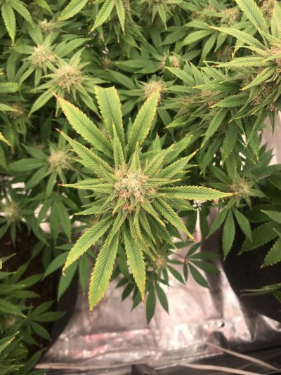 Help!  Immobile nutrient Issues in Flowering..