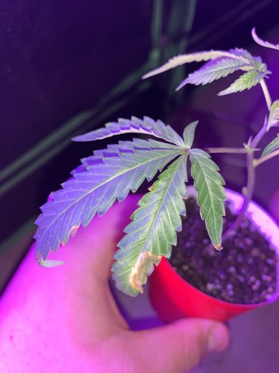 New to indoor growing and this is happening