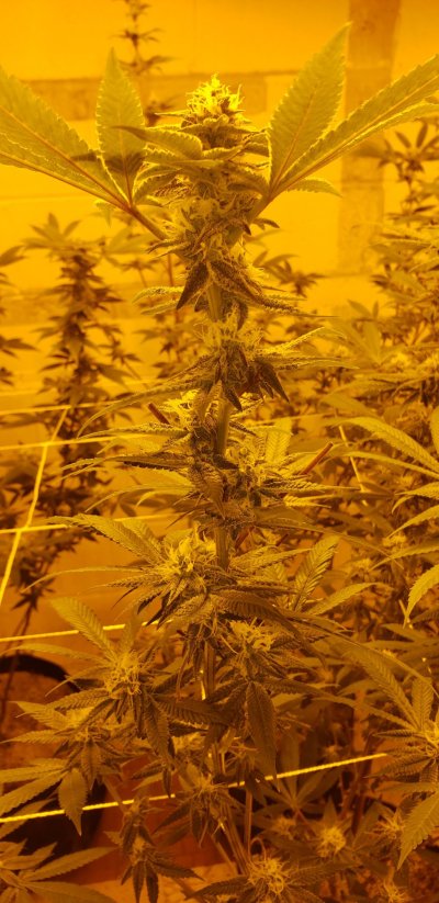 How am i looking ?week 4 flower