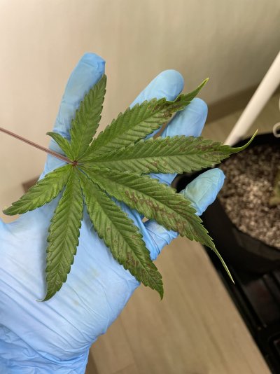 Help ? First Run issues. Leave help