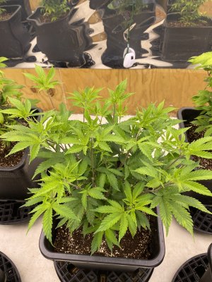 e680 growers thcfarmer