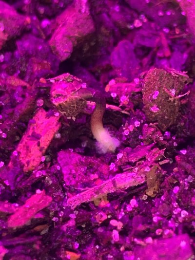Jack Herer ILGM Auto Grow