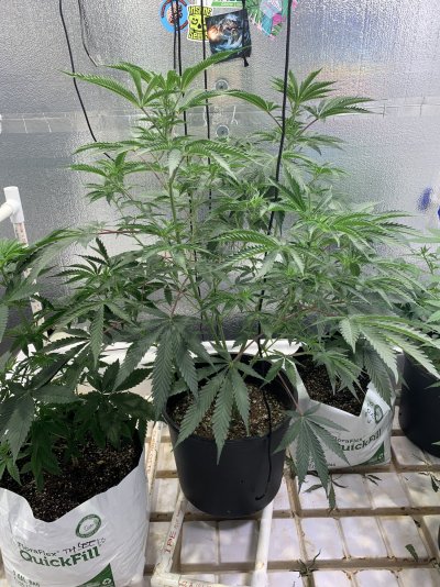 platinum-candy--x-platinum-kushmints-2.jpeg