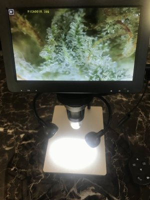 Are these trichomes ready for harvest?  This is a slightly Sativa dominant strain.