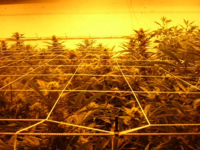 grow7 002.JPG