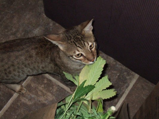 Oh Daddy please grow more of this wonderful catnip.JPG