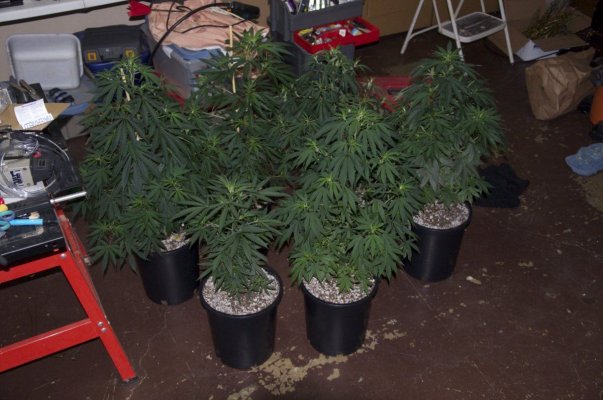8k-5mp-supersoil-2nd-grow.jpg