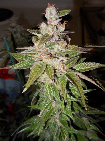 diablo pic for farm 1.jpg