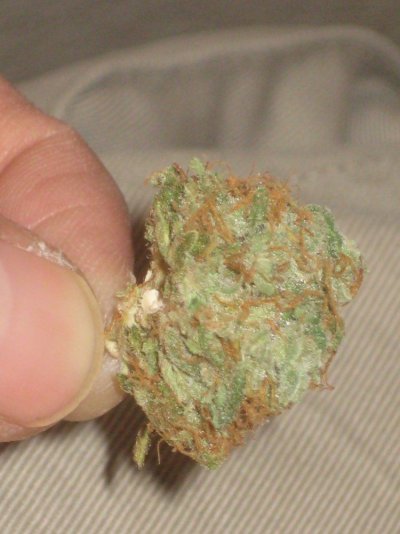 greenlem 13day cure f.JPG