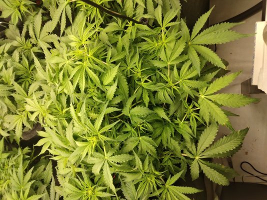 help-autos-too-bushy-can-i-defoliate-3.jpg
