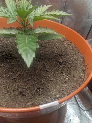 Can anyone diagnose this problem?