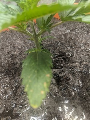 Can anyone diagnose this problem?