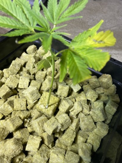 yellowing-on-leaves-possible-overwatering-2.jpeg
