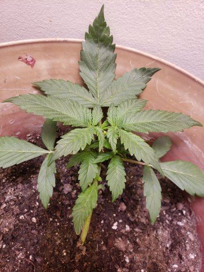 Whats wrong ?  First autoflower grow week 3