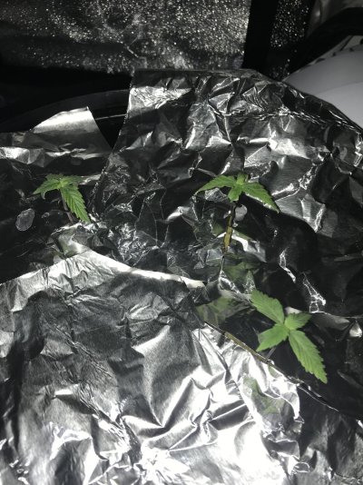help-plants-growing-very-slowly.jpeg