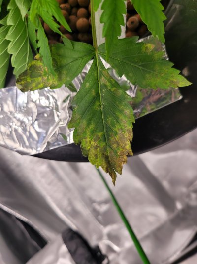 first-time-grower-this-looks-bad-3.jpg