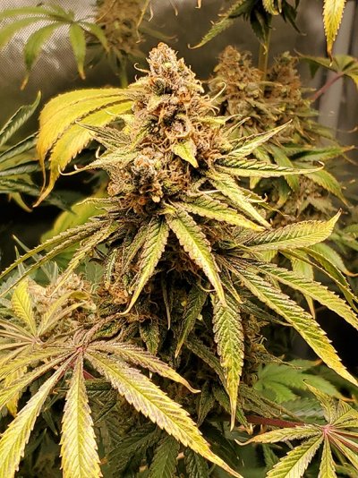 Getting Close? Do Many Growers Harvest too Soon?