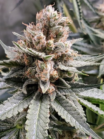 Getting Close? Do Many Growers Harvest too Soon?
