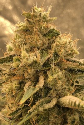 Let's See Your Frostiest Flowers