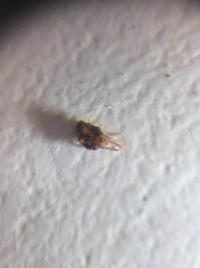 Another bug question for this noob