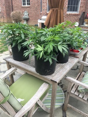 Thread watched Beginning covert outdoor grow in N.E.