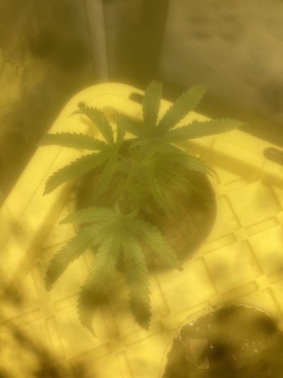 new-growth-is-taco-leafs-upward-curl.jpeg