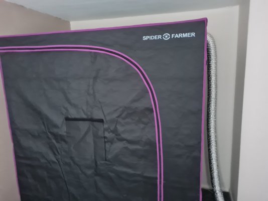 my-first-auto-grow-in-my-new-spider-farmer-tent.jpg