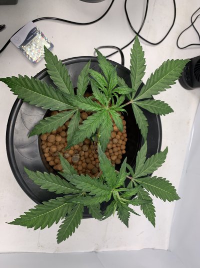 dwc-hydro-first-timer---manifolding---advice-please.jpeg