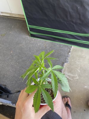 Anyone grow any of these strains?