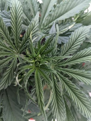 Your thoughts on my micro grow?