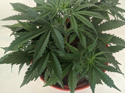 Your thoughts on my micro grow?