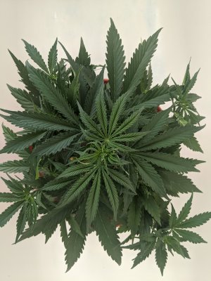 Your thoughts on my micro grow?