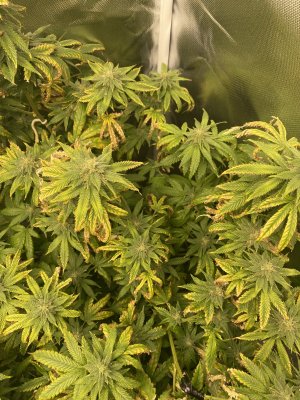 help on identifying deficiency? mag?