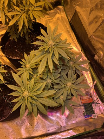 is-this-plant-a-hermie-or-just-a-slower-flowering-time-4.jpeg
