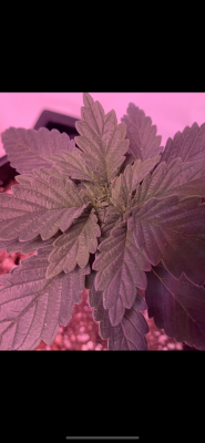 Is this Mold Or a Deficiency?