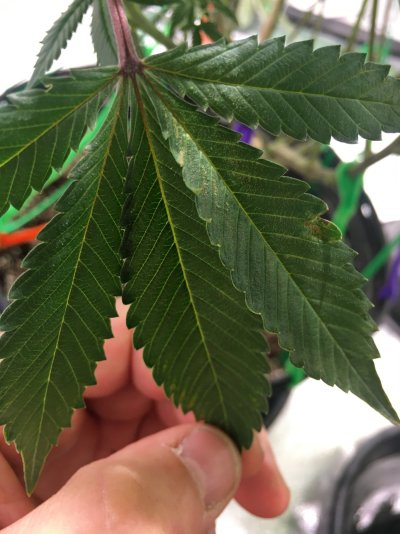 Cal deficiency and dark leaves in 4th week of flower?