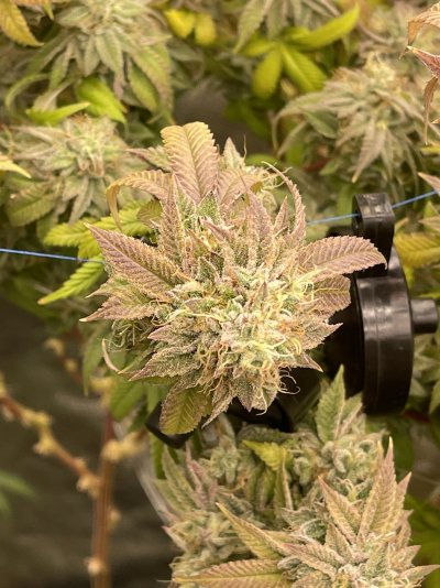 nute-lock-out-or-different-pheno-3.jpeg