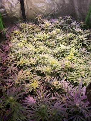 600watt hps vs 600watt led/cree cob scrog grow