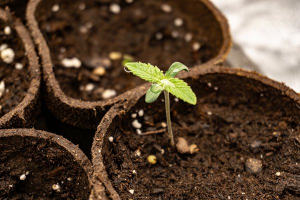 just-started-my-indoor-grow-brought-out-my-camera-3.jpg