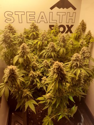 Ready or not  is it time to chop