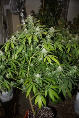 Blueberry Yum Yum midflower 2.jpg
