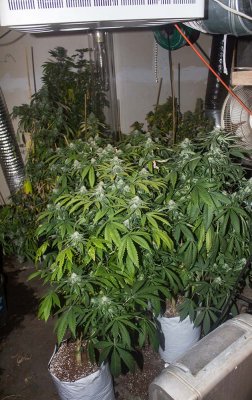 Blueberry Yum Yum midflower 3 plants.jpg