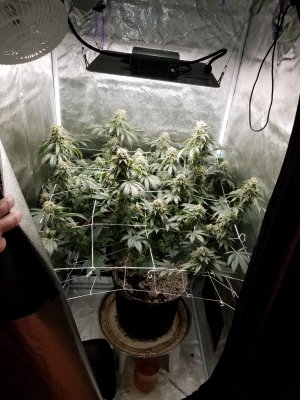 Spider Farmer SF1000 kit review!