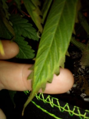 Burn, deficiency, lockout from ph?