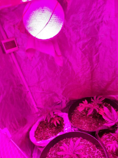 first-time-grower-but-unsure-what-lights-i-have.jpg