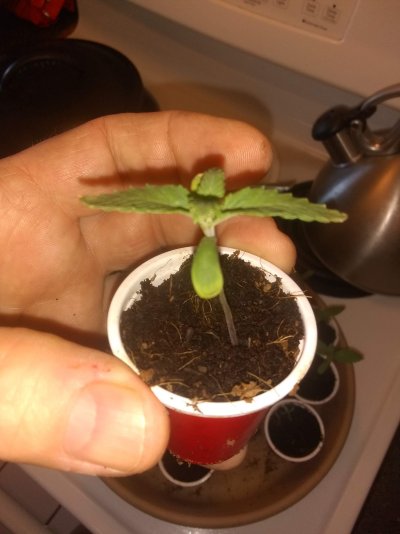shot-glass-cannabis-grow-challenge-2.jpg